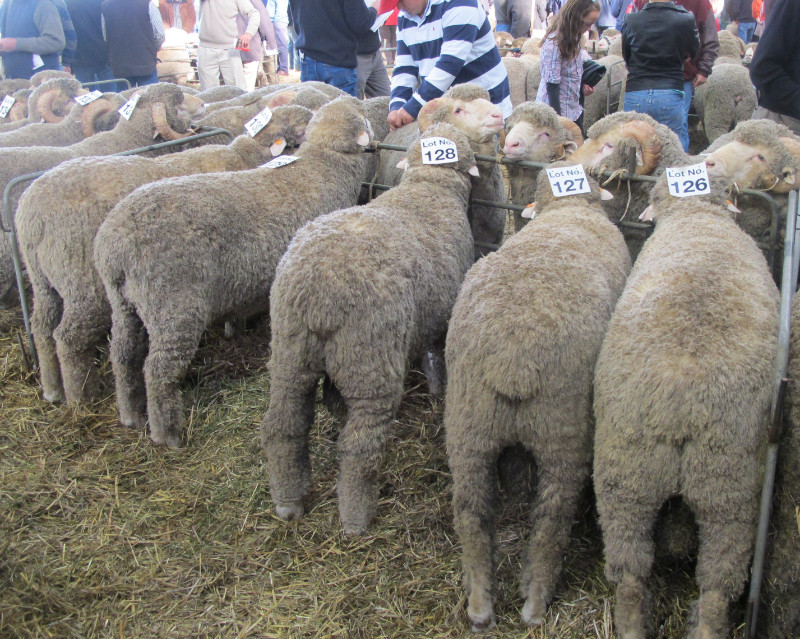 Glenlea Park team of 5 poll sale rams at Hamilton sheepvention 2011